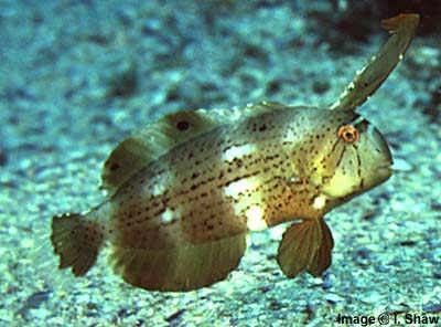 Razor-Fish - Xyrichtys pavo - рыба-хирург-павлин